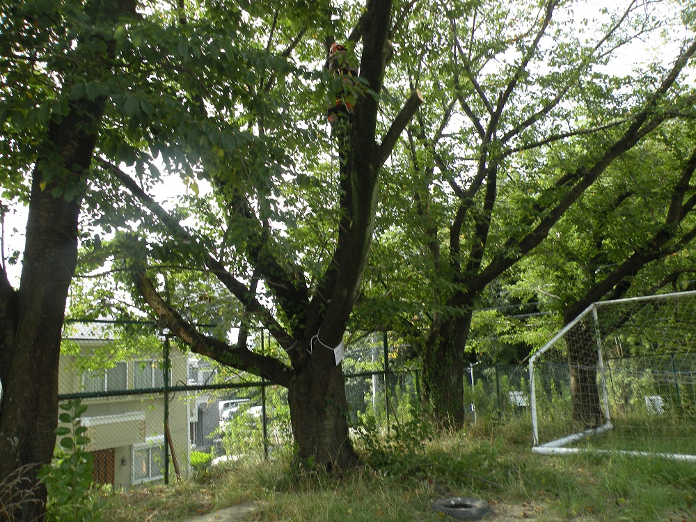 切る直前の木。蝉たちも沢山この木で羽化していました！抜け殻�