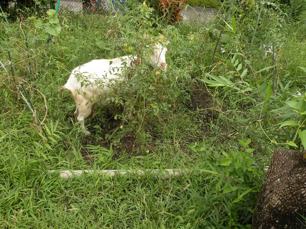 ヤギのミミちゃん！園内の葉っぱを自由に食べています♪みんなで育てていた夏野菜もそろそろ終わりなので、ここもむしゃむしゃ(笑)